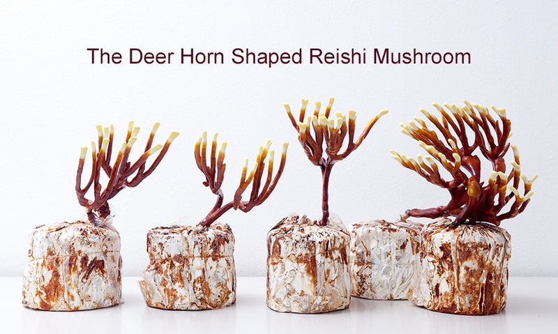 Different shapes of the deer horn shaped Reishi mushrooms.